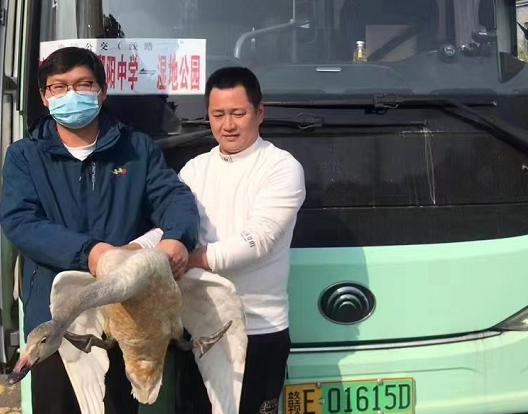 鄱阳长运：​救助国家二级保护动物——天鹅