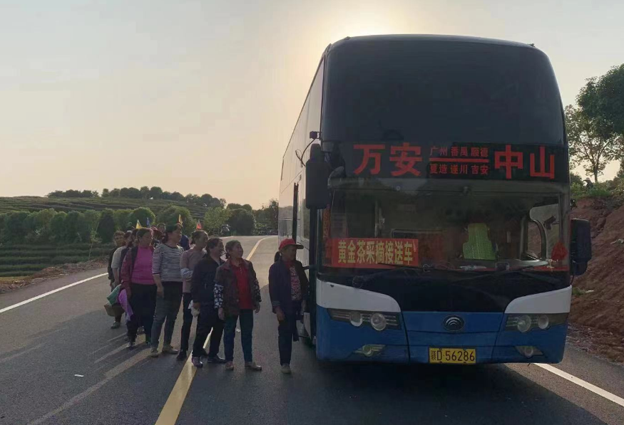 吉安长运:开通采茶专线 助力茶农追光